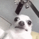 :very_confused_dog: