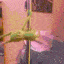 :kermit_pole_dancing: